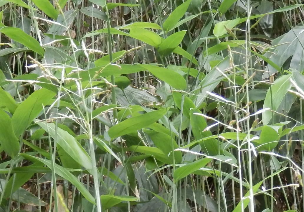 隈笹と隈笹の実(野麦)